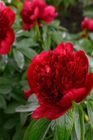 Півонія RED SARAH BERNHARD